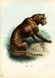 Tiger, 1863-79